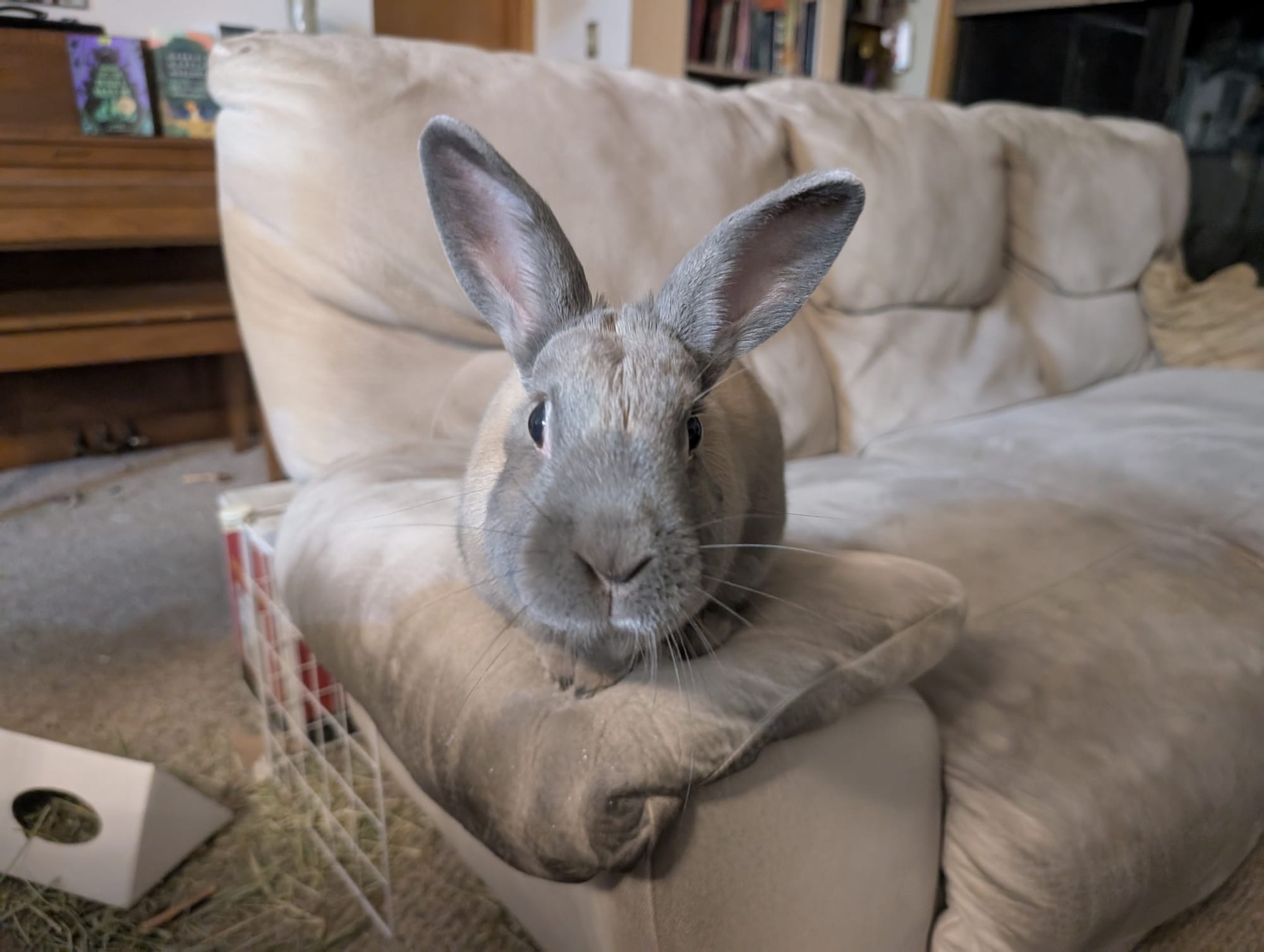 A gray rabbit, perched on top of a sofa arm, near the table I work at. The picture is taken head-on, and he looks inquisitive, as if to ask if I have seen where the treats are.
