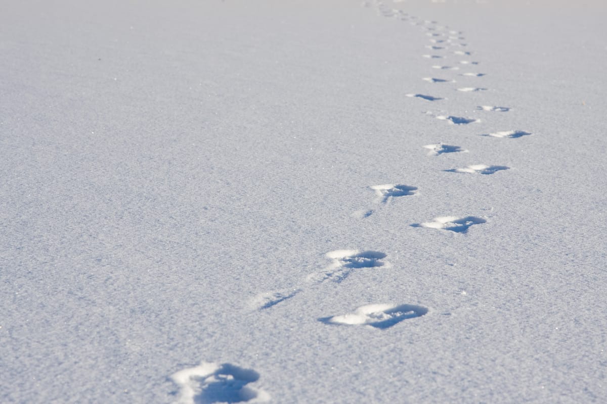 A unfeatured and flat snowscape, marked only but a track of footsteps that disappears into the distance.